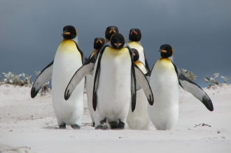 pingwiny królewskie