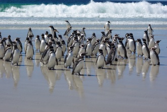 pingwiny magellańskie