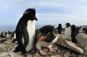 pingwiny skalne