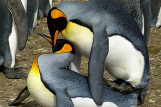 Pingwiny królewskie (Aptenodytes patagonicus)